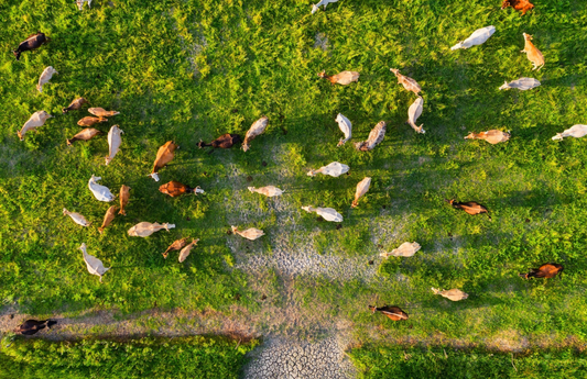 The Us in Sustainability- How We Can Play Our Part